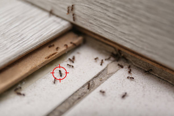 Best Mosquito Control Services  in Presque Isle, ME