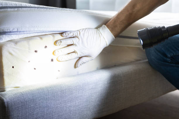 Best Bed Bug Extermination  in Presque Isle, ME
