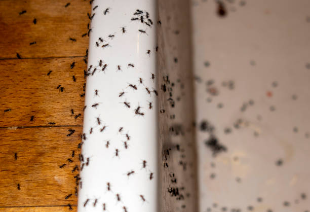 Insect Control in Presque Isle, ME