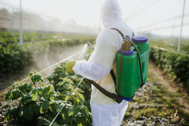 Best Wasp Removal Services  in Presque Isle, ME
